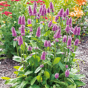 STACHYS officinalis- стахис , чистец, ранилист (1298)